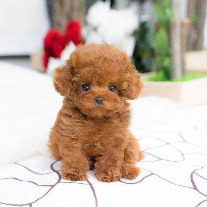 realistic-teddy-dog-lucky-plush-puppy-41191318_3.jpg