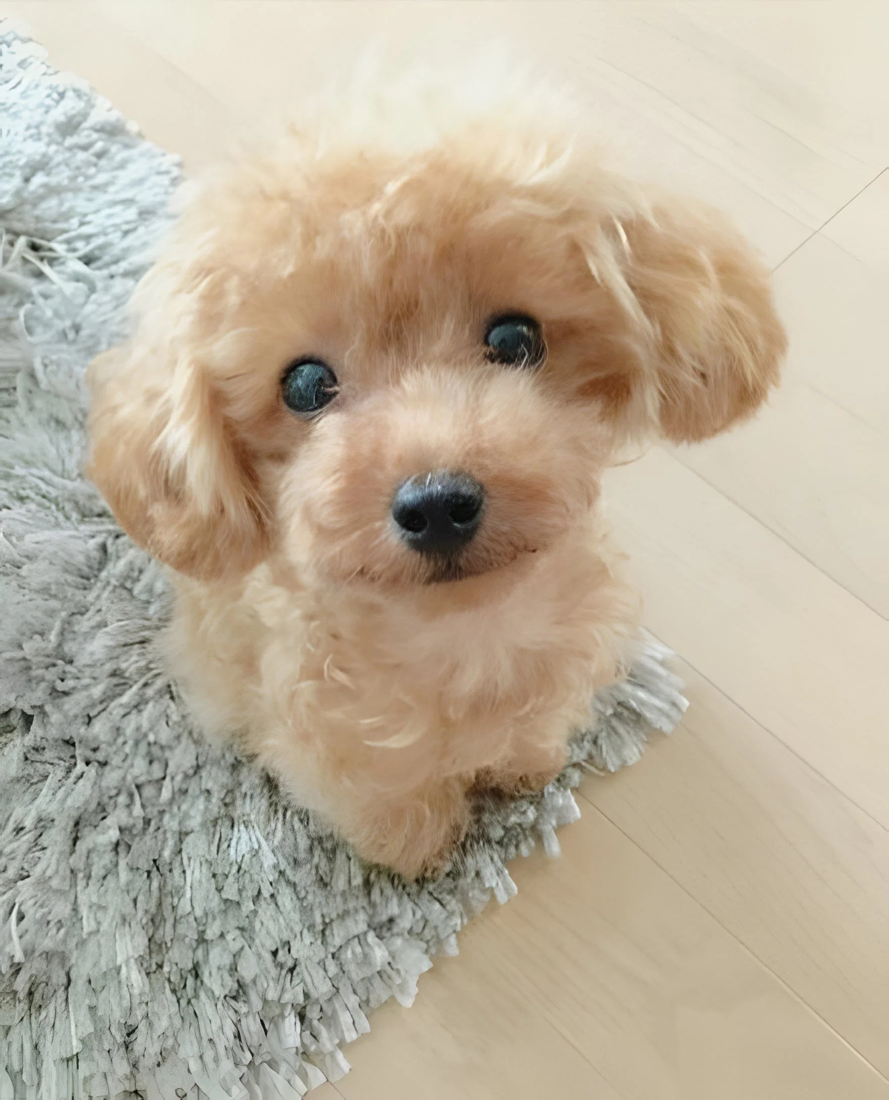 realistic-teddy-dog-lucky-plush-puppy-41191318_2.jpg